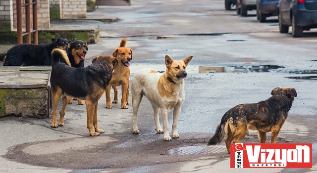 Önce Köpeği Tekmeledi Yetmedi Su Kabını Döktü