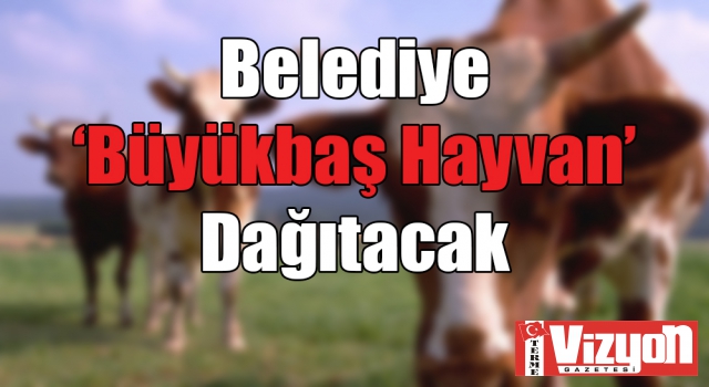 Belediye ‘Büyükbaş Hayvan’ Dağıtacak