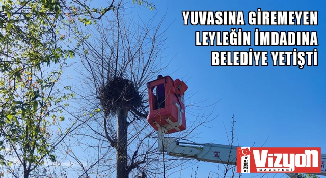 Yuvasına giremeyen Leyleğin imdadına belediye yetişti