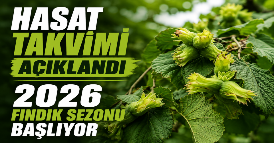 SAMSUN’DA 2026 FINDIK HASAT TAKVİMİ AÇIKLANDI