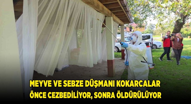 Meyve ve sebze düşmanı kokarcalar önce cezbediliyor, sonra öldürülüyor