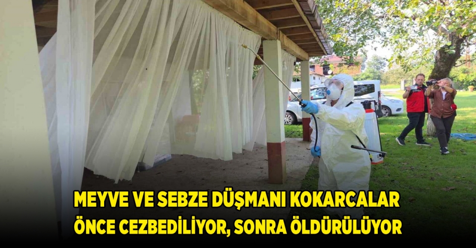 Meyve ve sebze düşmanı kokarcalar önce cezbediliyor, sonra öldürülüyor