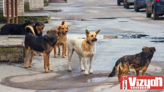 Önce Köpeği Tekmeledi Yetmedi Su Kabını Döktü