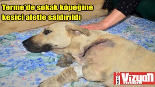 Terme'de sokak köpeğine kesici aletle saldırıldı