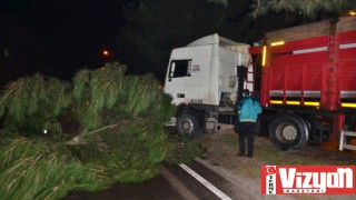 Terme’de Kontrolden Çıkan Tır Ağacı Devirdi