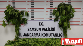 Samsun'da 105 bin kök kenevir bitkisi ele geçirildi: 16 gözaltı