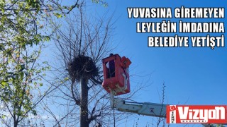 Yuvasına giremeyen Leyleğin imdadına belediye yetişti