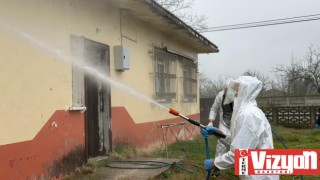 Samsun’da kokarca zararlısına karşı mücadele sürüyor