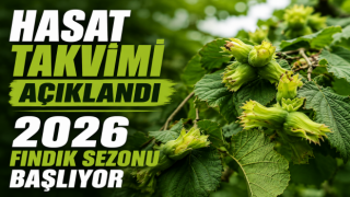 SAMSUN’DA 2026 FINDIK HASAT TAKVİMİ AÇIKLANDI