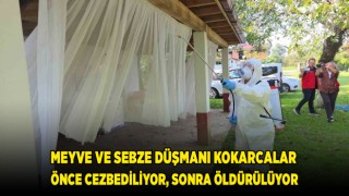 Meyve ve sebze düşmanı kokarcalar önce cezbediliyor, sonra öldürülüyor