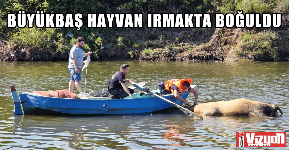 Büyükbaş hayvan ırmakta boğuldu